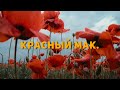 Цветущие маки в горном Крыму.