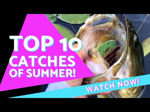 Some INSANE FISH! BIG aggressive Bass everywhere!
