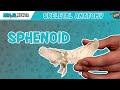 Sphenoid Bone Anatomy