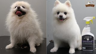 Pomerania Corte a tijera | peluquería canina