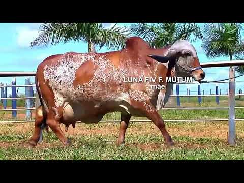 LOTE 16   EDIÇÃO ESPECIAL GIR LEITEIRO   ESTÂNCIA BELA VISTA   GBV 158