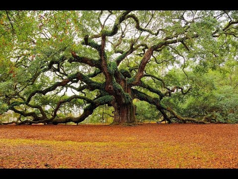 Vidéo: Que signifie un ruban bleu sur un arbre ?