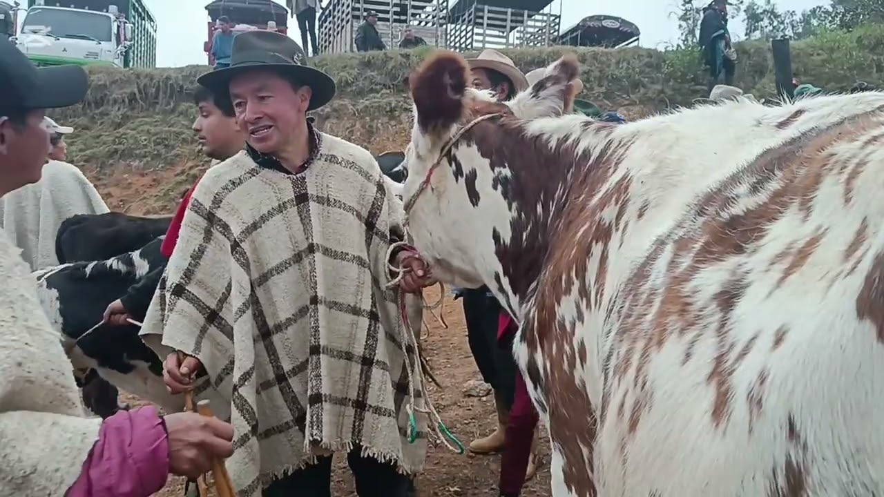 Feria ganadera en Ventaquemada Boyacá.