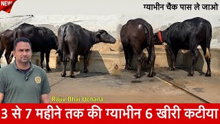 3 से 7  महीने की ग्याभीन कटीया झोटी  खीरी Milk Teeth Rajeev Bhai, Uchana ✅