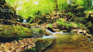 Relaxing Stream , Piano Music and Birds Chirping Sounds For Deep Sleep, Meditation, Relaxation,Asmr