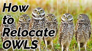 Burrowing Owls removal Cape Coral Florida