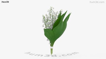 Lily of the valley 3D model by 3DModels.org