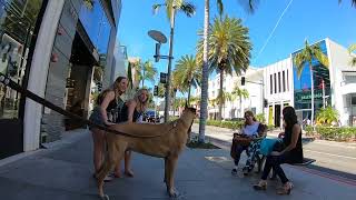 Cash 2.0 Great Dane on Rodeo Drive in Beverly Hills 17