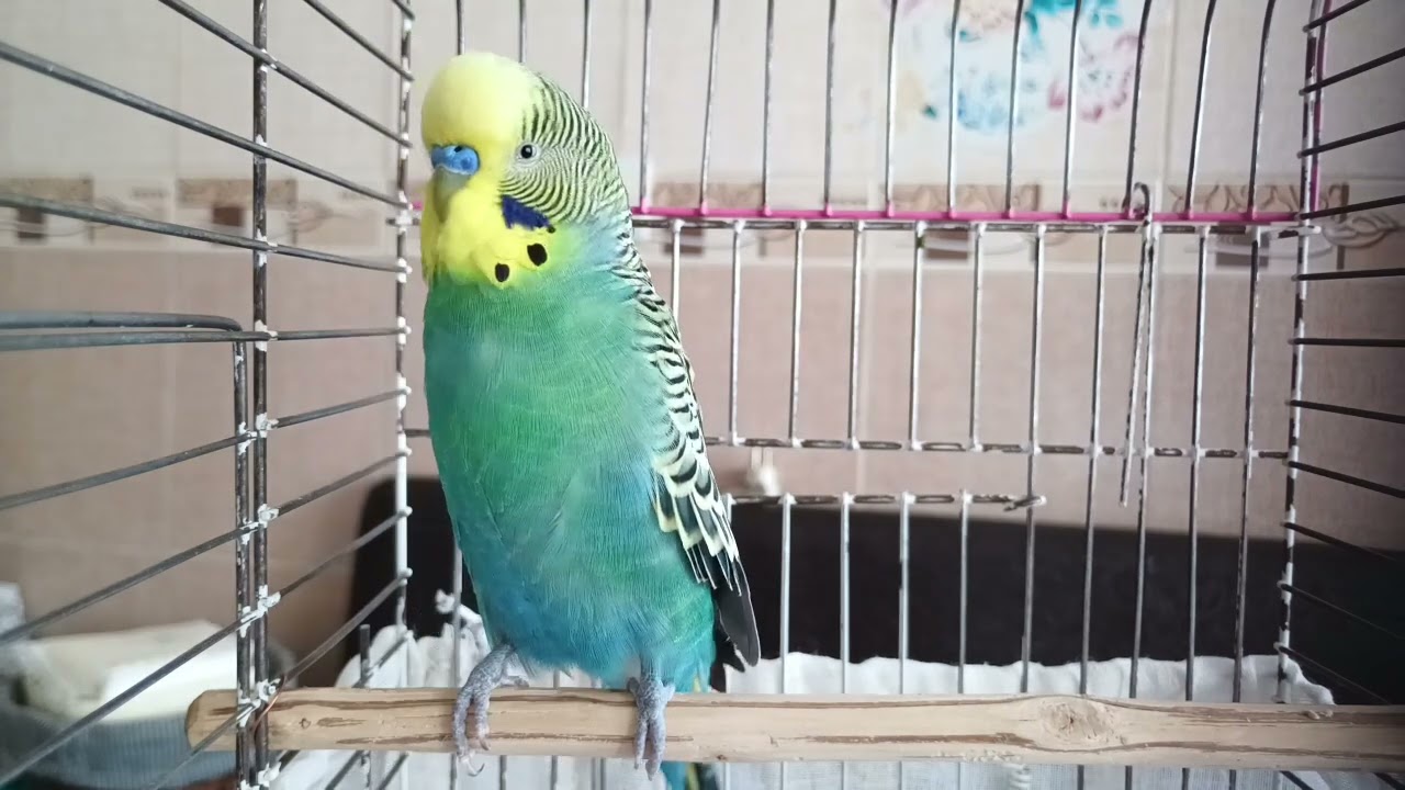 2 Saatlik Muhabbet Kuşu Cenneti 🐦✨ | Mutlu, Rahat ve Stresten Arınmış Kuşlar İçin Doğal Ötüşler