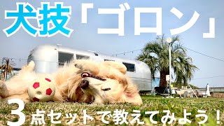 犬技 一芸 ゴロン3点セット ライ ロール オーバー の教え方 Youtube