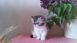 ЭКЗОТИЧЕСКИЙ КОТЕНОК ЭКЗОТИЧЕСКИЙ КОТЕНОК