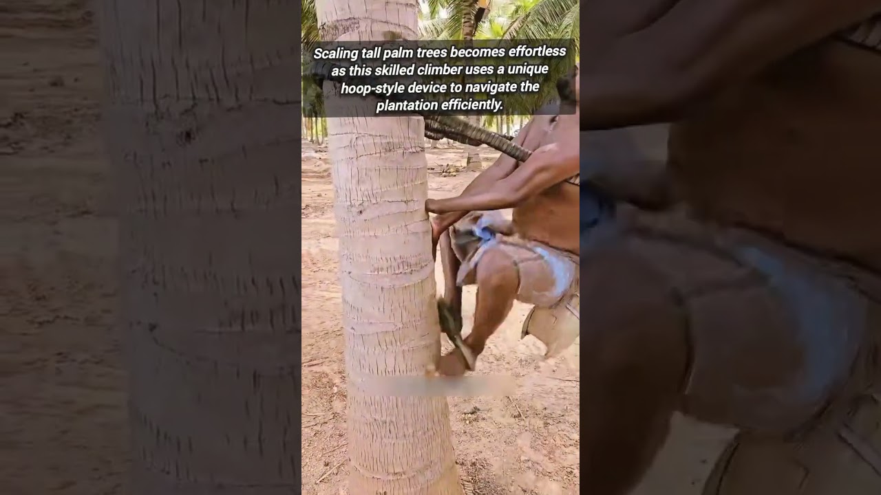 Professional Worker Navigates Coconut Plantation Using Specialized Climbing Gear