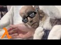 Cat with Half Life SFX