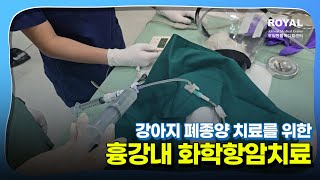 강아지 폐종양 치료를 위한 흉강내 화학항암요법 [로얄동물메디컬센터 본원]
