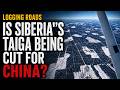 Is Siberia S Taiga Being Cut For China Aerial Footage Irkutsk Timber Exporter Siberia 