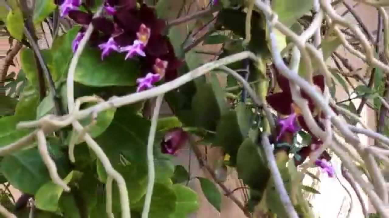 Trichoglottis brachiata