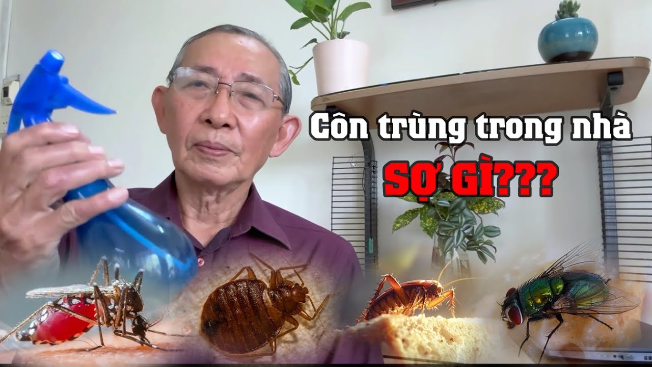 Côn trùng trong nhà sợ gì? Hướng dẫn cách pha chế dung dịch xua đuổi bằng tinh dầu thiên nhiên.