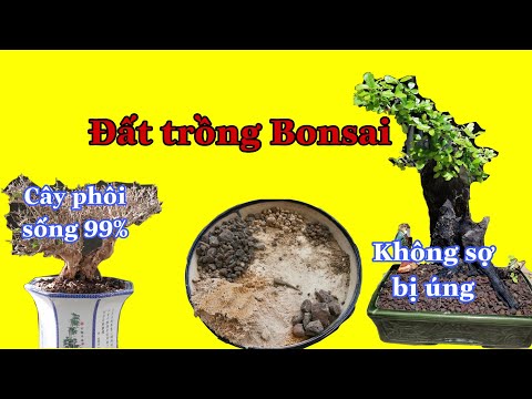Video Đất trồng bonsai, đất trồng cây không bị chết - youtube