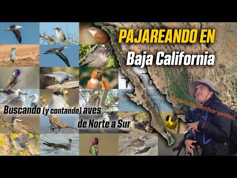 Birding in: Baja California from South to North