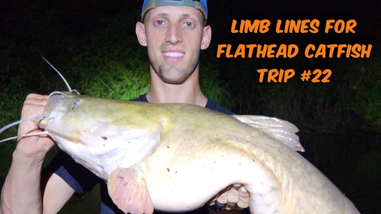 Limb Lines For Flathead Catfish On The Altamaha River Trip 22 YouTube