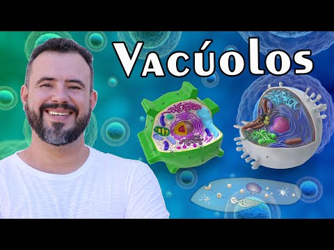 Vídeo: Qual é a finalidade de um vacúolo?