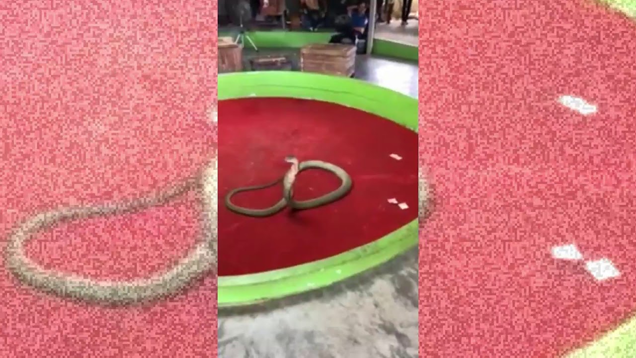 Thailand Phuket Snake Show