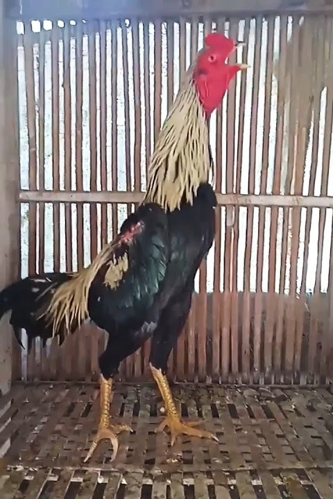 Suara Kokok Ayam Bangkok Juwara