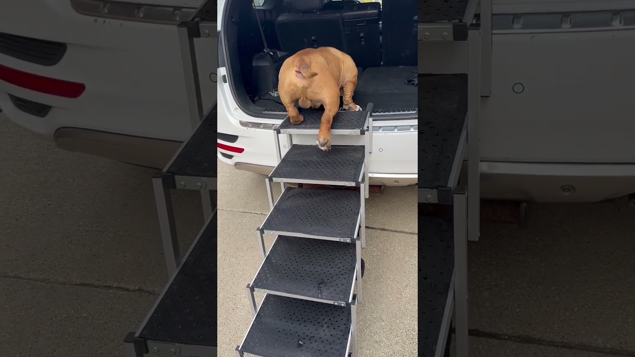 Four years ago he couldn&rsquo;t walk and now look at him! #dog #bulldog #strength #growth #proud