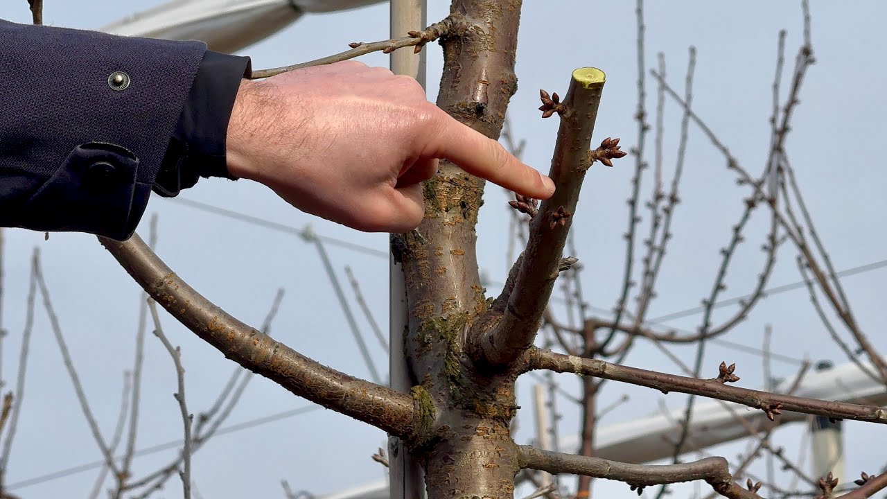 Zimowe cięcie czereśni - pokaz cięcia TOON VANRYKEL  [ cherry pruning ]