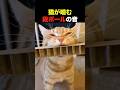 猫が段ボールを噛む【癒しの音】