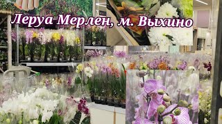 Огромный завоз орхидей в Леруа Мерлен, м. Выхино#орхидеи#обзор#цветы#цветоводство#8марта