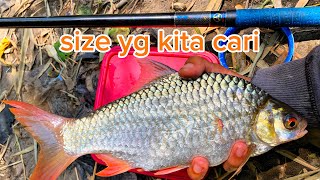 Memancing dengan umpan Daun | fishing in the river