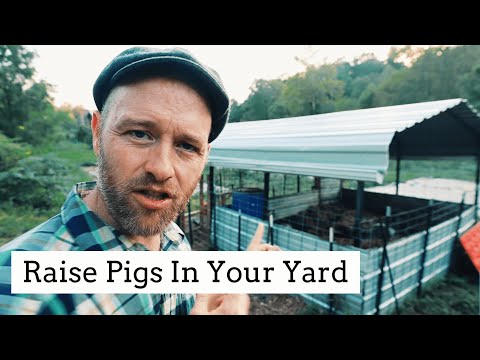 Video: Keeping Backyard Pigs – How To Raise Pigs In The Backyard