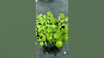 How to grow Eggplant from seeds #shorts #eggplant