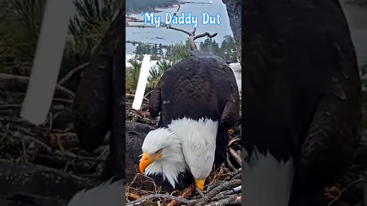 'Shadow! I'll Incubate You If I Have To!' 🤣