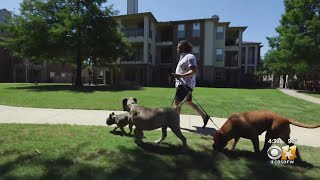 Dog concierge services popping up in North Texas