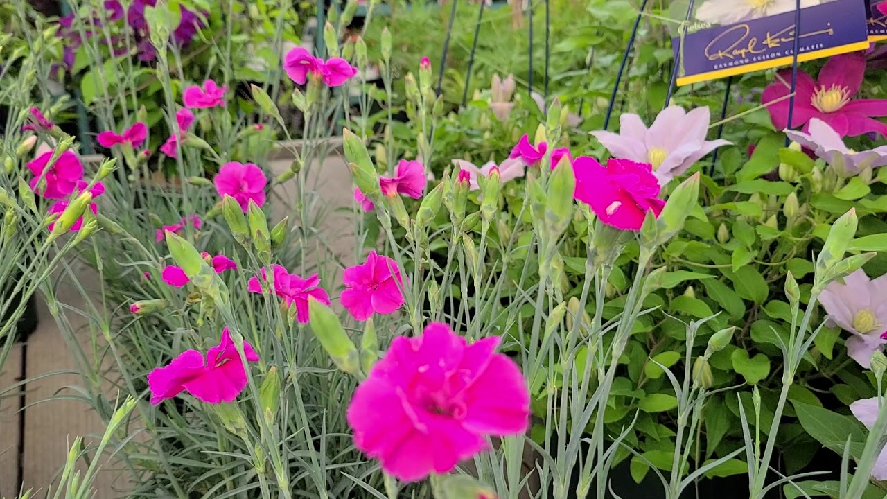 Dianthus American Pie™ series (Pinks) // Superb, Large flowered, Fragrant Perennials