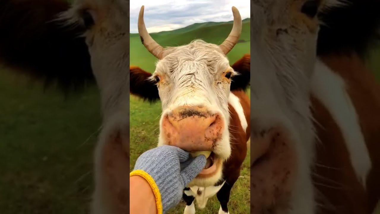 [Cow with me] cow eat fruit.