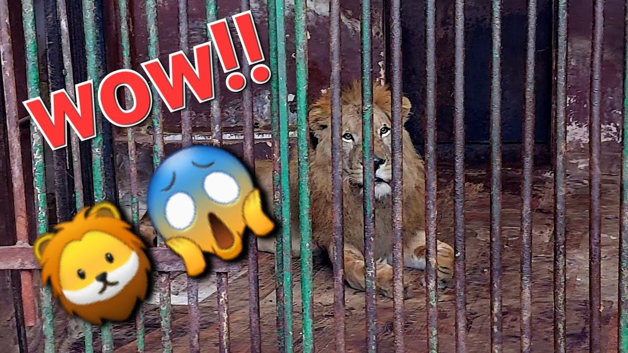 Unbelievable Lion 😱🦁