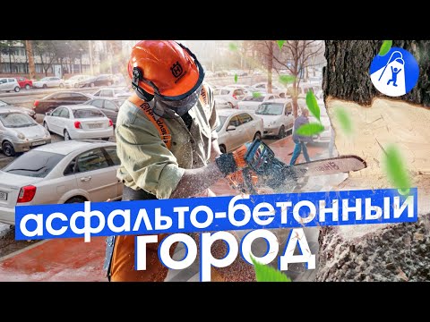 Ташкент: опасные дороги, забытые уроки озеленения, запреты и остатки модернизма