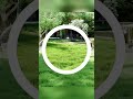 Stunning 3D Nature Animations Nazariyan 3D Render Showcase  #D5Render #3dsMax #3DAnimation #Showcase
