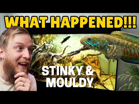 Thumbnail for Snakehead Update, Weird White Mould and a Tank mate!
