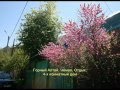 89130939401, Алтай. Отдых. Дом в Чемале.
