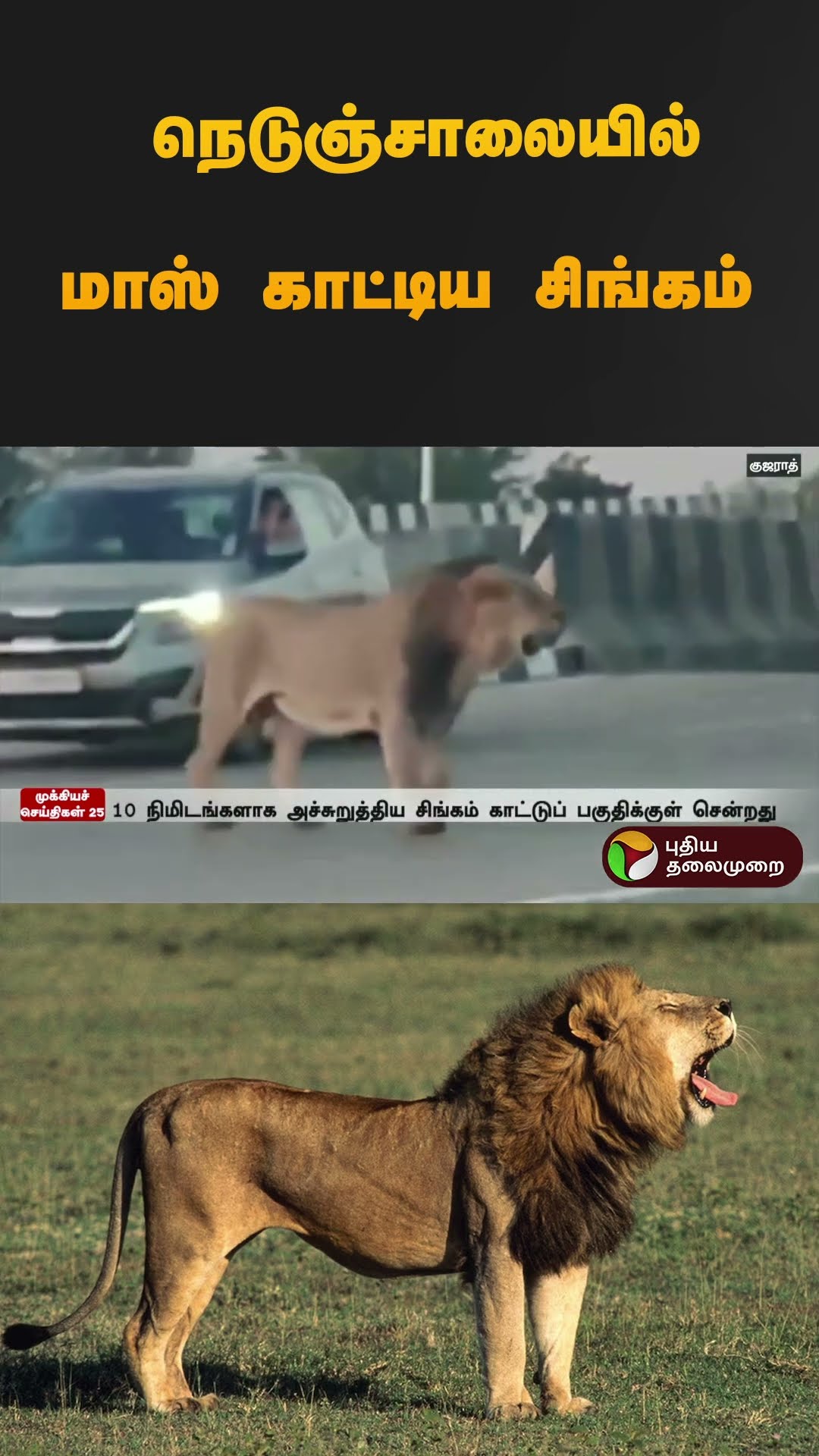 நெடுஞ்சாலையில் மாஸ் காட்டிய சிங்கம் | Gujarat | #lion |  #shorts