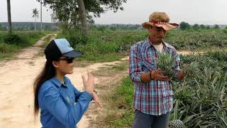 วิธีการปลูกสับปะรด ณ ไร่ไพรัตย์ - ทรัพย์เกษตร EP.1
