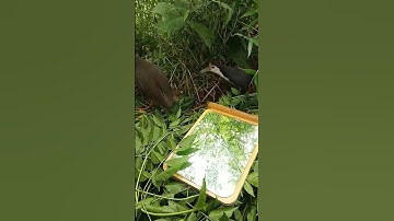 Lesser whistling duck |See at night time Episode28