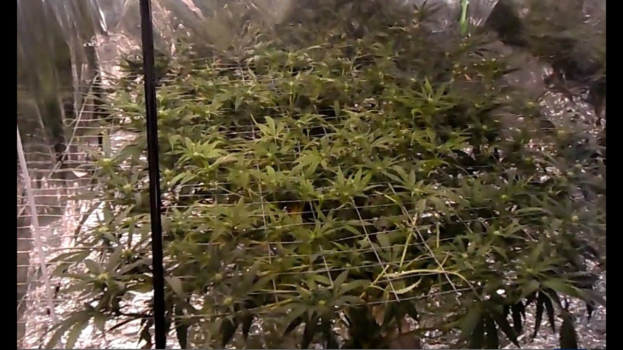 SCROG time for three cannabis plants