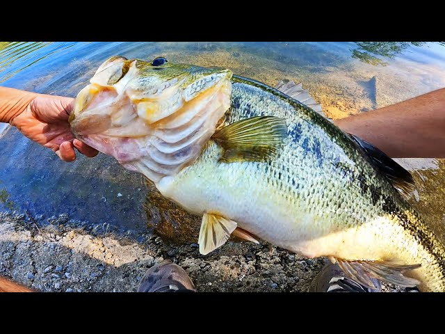 Small Waters, Monster Bass - Game & Fish