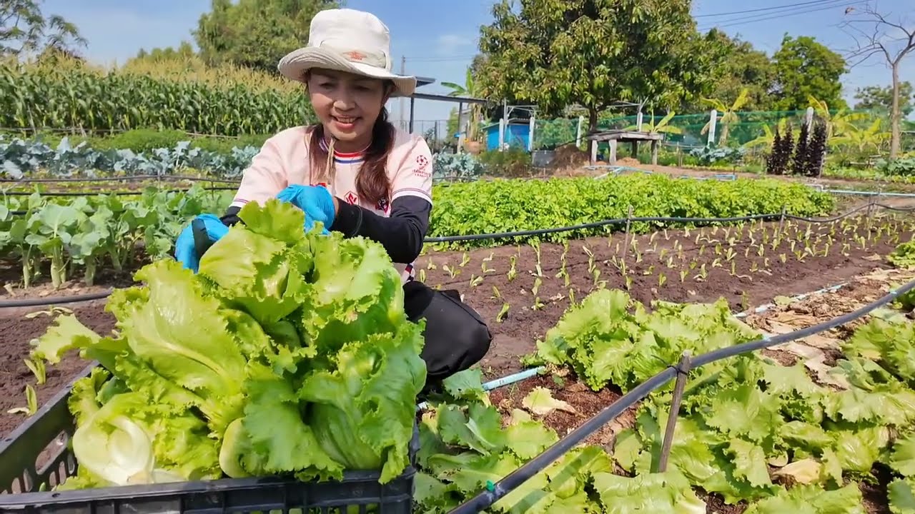 สะออนผักคื่นฉ่ายคะน้าสลัดแก้วกอใหญ่ๆกรอบๆมะเขือเทศปลอดสารน่ากินมากเก็บผักเตรียมออกขายจ้า