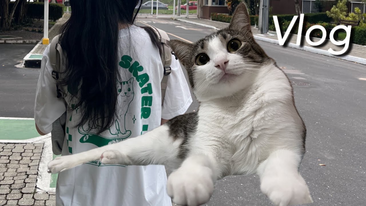 Vlog | 고양이와 함께사는 직장인 브이로그 | 건들면 Boom 되어버리는 브라질리언숏헤어 | 하지만 무릎냥이
